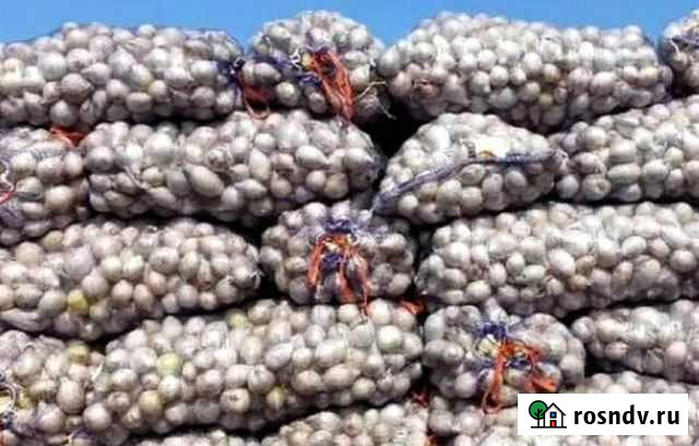 Лук на перо от производителя Шахты - изображение 1