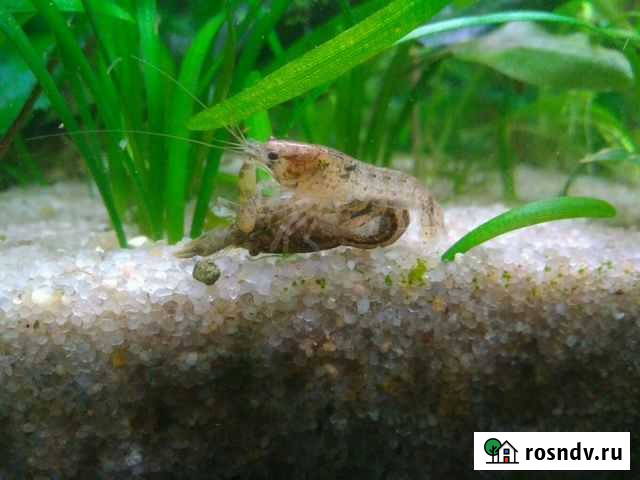 Растения(21 вид), наборы, креветки, сайдекс Сергиев Посад - изображение 1