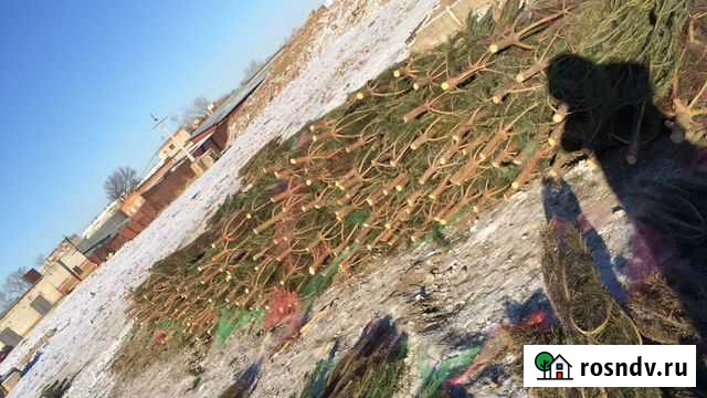 Сосна новогодняя оптом Хабаровск - изображение 1