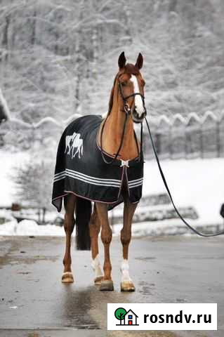 Продам лошадь Москва - изображение 1