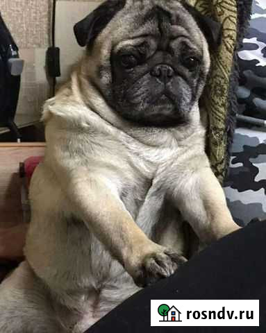 Мопс Хабаровск - изображение 1