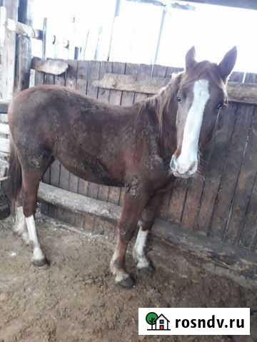 Жеребец Рощино - изображение 1