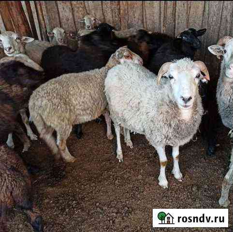 Баранина Омск
