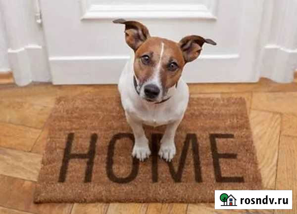 Передержка собак Белогорск - изображение 1