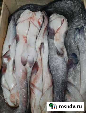 Карась, кефаль, щука, сом Сергиев Посад - изображение 1