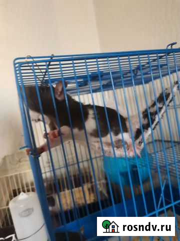 Крыса крысята крысенок Новокузнецк - изображение 1