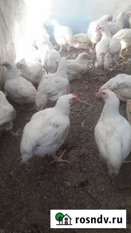 Подрощенные бройлеры Отрадо-Ольгинское - изображение 1