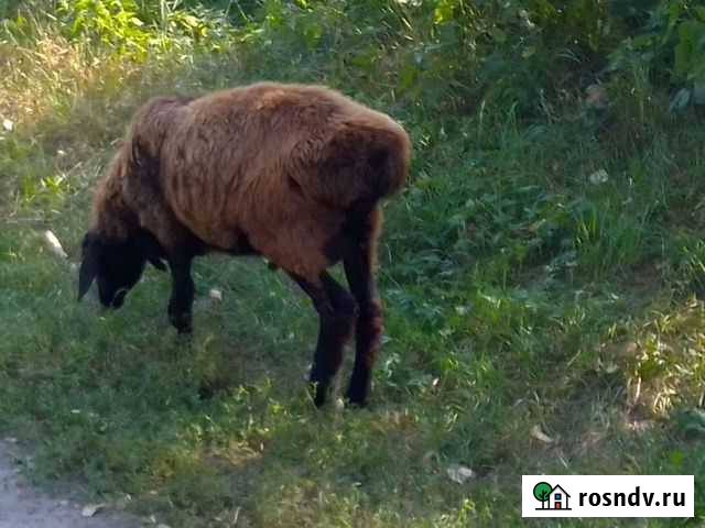 Курдючный баран Кузнецк - изображение 1