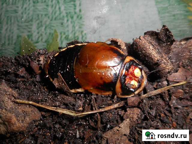 Тараканы Самара - изображение 1