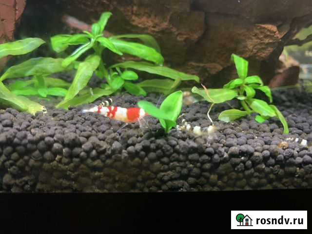 Креветка Красный и Чёрный Кристалл Омск - изображение 1