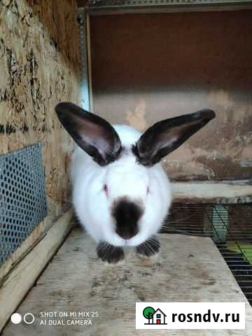 Кролики Санкт-Петербург - изображение 1