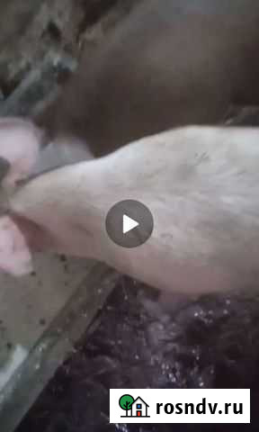 Подсвинки три стуки Челбасская - изображение 1