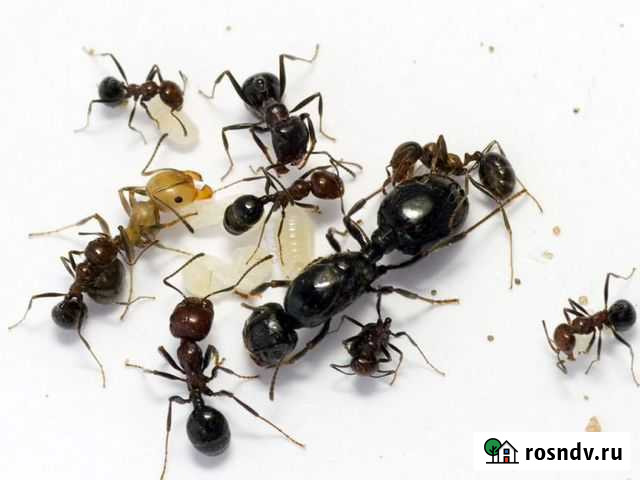 Муравьи Messor structor Жнецы (развитые колонии) Казань - изображение 1