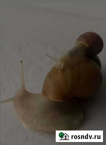 Улитки ахатины Барнаул - изображение 1