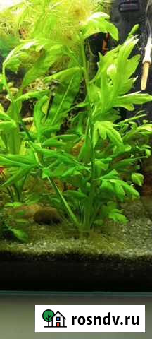 Мох Климово - изображение 1