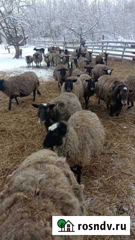 Бараны и покрытые ярочки Луховицы - изображение 1