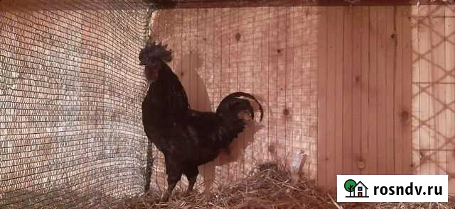 Продам семью Иваново - изображение 1