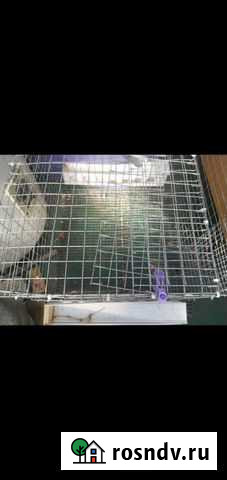 Клетка для перепелов Магнитогорск - изображение 1