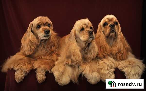 Стрижки спаниелям Ачинск - изображение 1