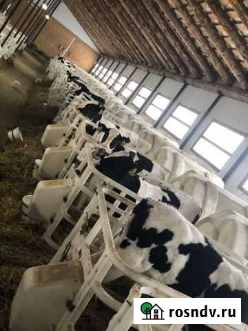 Бычки холмогоры Киргиз-Мияки - изображение 1