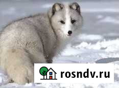 Колотые дрова с доставкой Погар - изображение 1