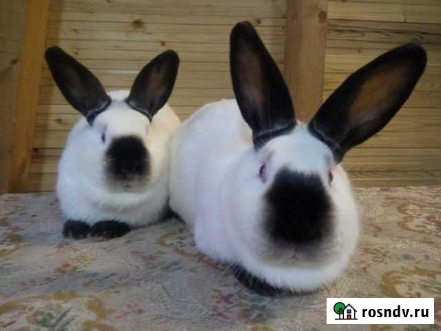 Кролики племенные -Калифорния Старая Вичуга - изображение 1