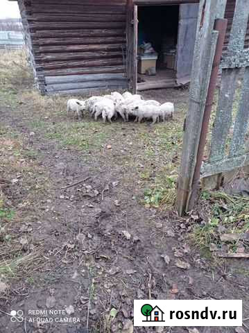 Венгерская мангалица, поросята Ильинско-Хованское - изображение 1