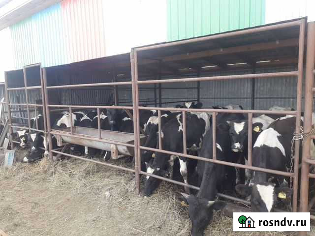 Телки на откорм Шыгырдан - изображение 1