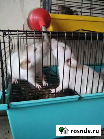 Крыса дамбо Волжский - изображение 1