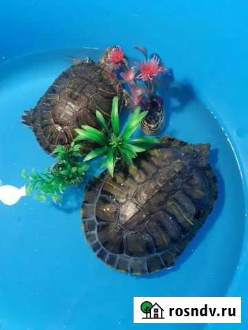 Красноухая черепаха бесплатно Салават - изображение 1