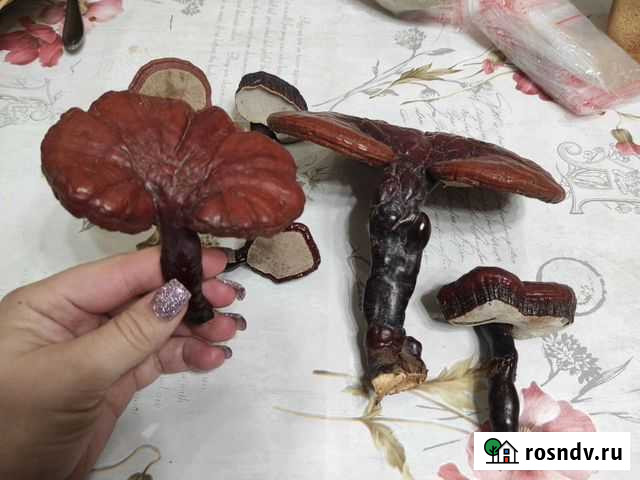 Гриб рейши Краснодар - изображение 1