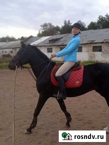 Лошади Ижевск - изображение 1