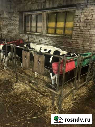 Бычки 1 2 3 месяца Чекмагуш - изображение 1