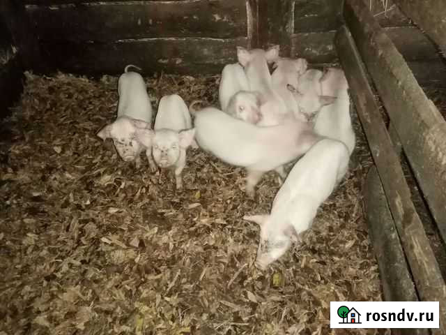 Поросенок ландрас Курган - изображение 1