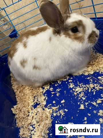 Продам кролика Красноярск - изображение 1