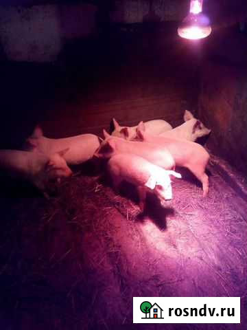 Продам поросят Павловск - изображение 1