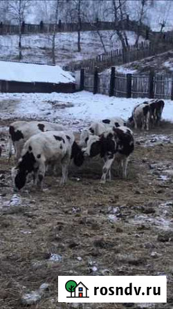 Быки 40 голов Красноярск - изображение 1