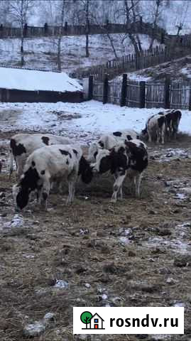 Быки 40 голов Красноярск - изображение 1