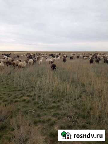 Ярки Черный Яр - изображение 1