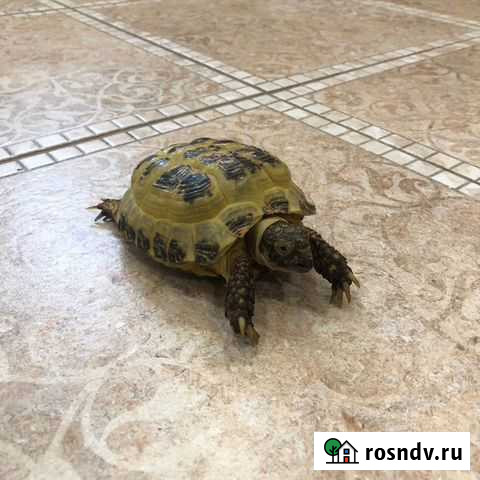 Черепаха сухопутная Чита - изображение 1