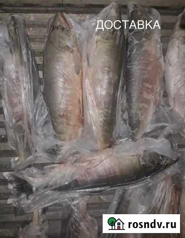 Кета Комсомольск-на-Амуре - изображение 1