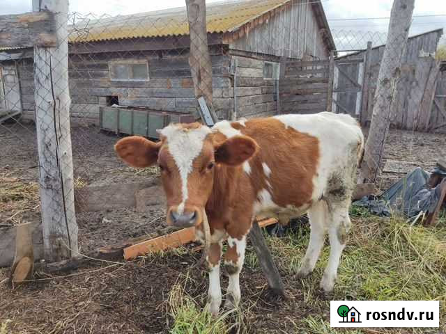 Бычок Назарово - изображение 1