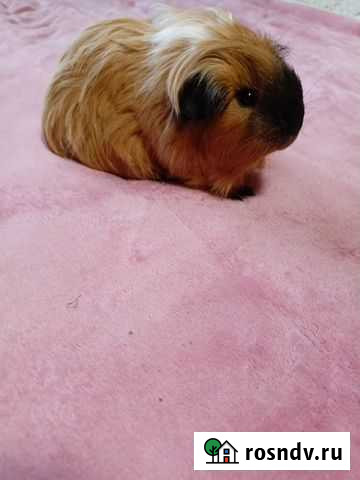 Морская свинка Череповец - изображение 1