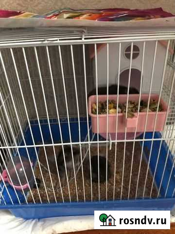 Джунгарский хомяк Туймазы - изображение 1