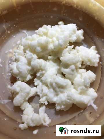 Кефирный гриб Москва - изображение 1