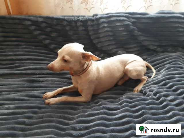 Вязка с той-терьером Липецк - изображение 1