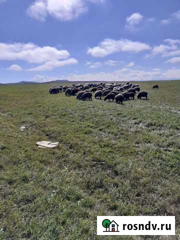 Ягнята,овцы с ягнятами на развод Зеленчукская - изображение 1