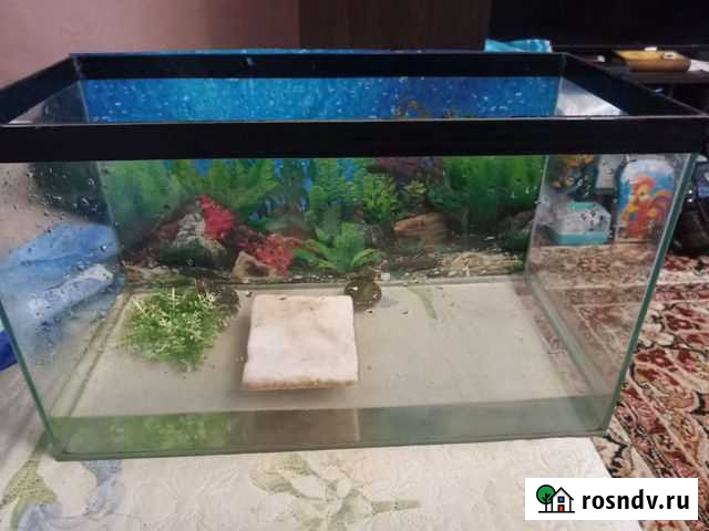 Аквариум Черногорск - изображение 1