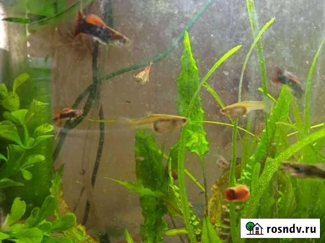 Рыба Белая Холуница - изображение 1