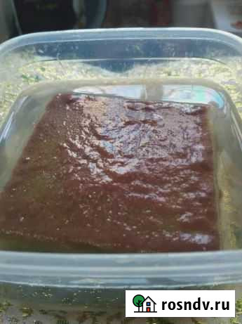 Живой корм для рыбок Новомосковск - изображение 1